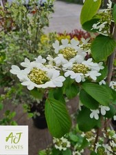 Viburnum plicatum Kilimandjaro - 3 or 7.5 Litre Pot - Potted Plant