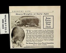 1921 Duroc-Jersey Hogs Heavy