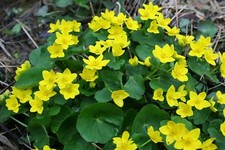 Marsh Marigold Caltha Paustris