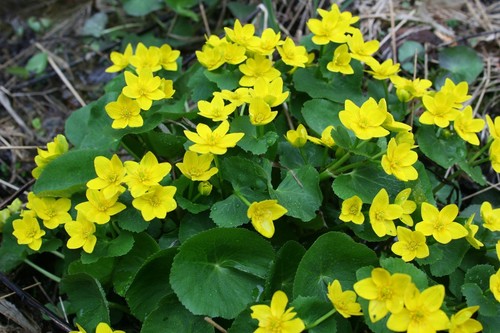 Marsh marigold caltha paustris - marsh,
