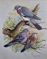 Vintage bird book plate print