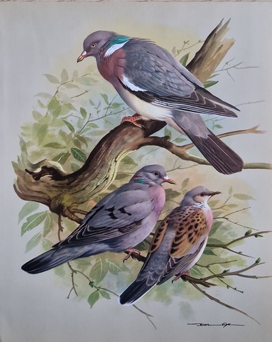 Sale vintage bird - sale!, plate