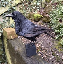 🎃 Taxidermy CROW Not raven