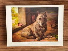 Antique 1911 Cairn Terrier Dog