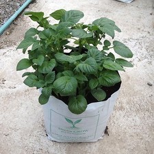 Seed Potato Grow Bags 33L Grow Pots comes with Compost & Potato Bag