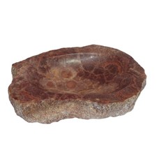 Fossil coral stone - coral,