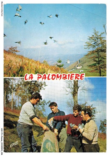 Asip3 0185 chasse the - asip3-0185-chasse, pigeon