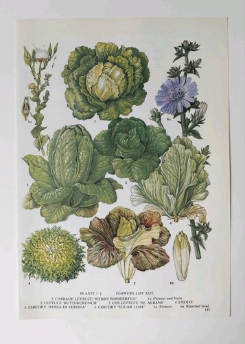 Vintage vegetable garden - vegetable,