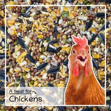 Chicken Food Treat Mix – Poultry Feed For Hens & Roosters - Seedzbox