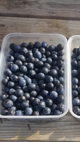2lb fresh cambridge sloe - cambridge,