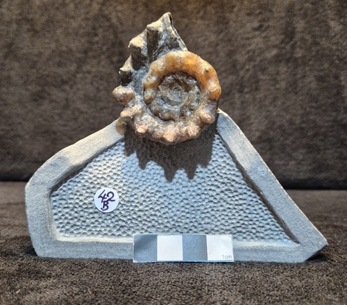 Calcite ammonite - calcite,