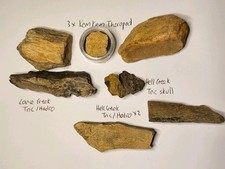 7 Real Dinosaur Fossils