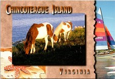 Chincoteague Island Pony Beach