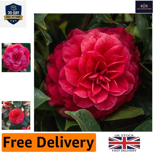 Vibrant red camellia japonica - red,