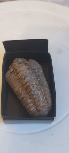 Trilobite fossil - trilobite,