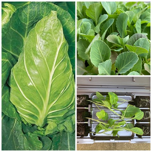 Hispi sweetheart cabbage - sweetheart, plug