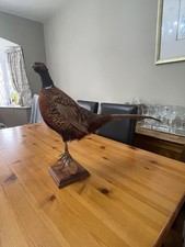 TAXIDERMY: Large Common PHEASANT 
