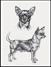 CHIHUAHUA SMOOTH A4 SIZE DOG