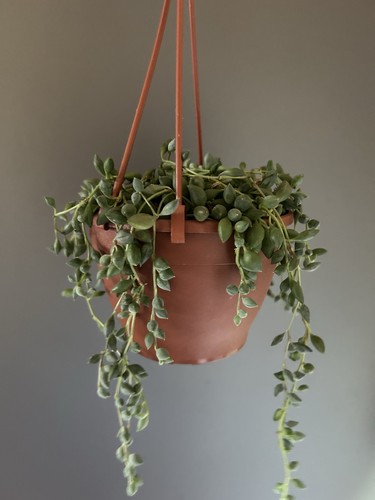 String tears plant - plant, senecio