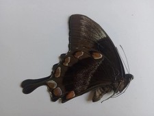 Papilio Ulysses Male A1