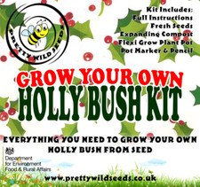 Grow Your Own Holly Bush Kit