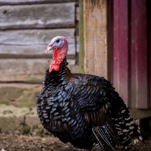 Beautiful large black - ,