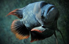 Giant Red Tail Gourami 4.5-
