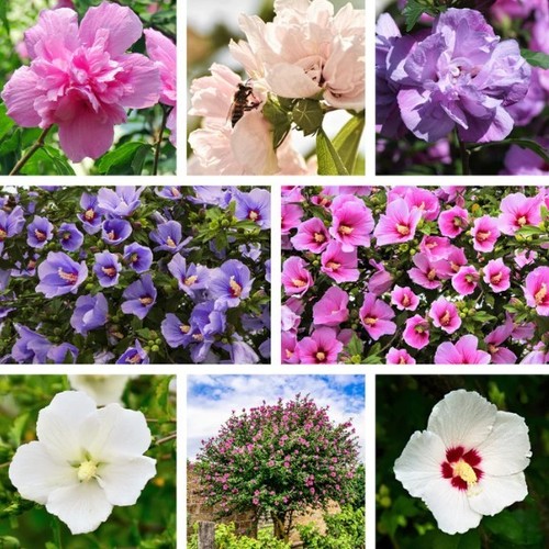 Rose sharon mixed - rose, of