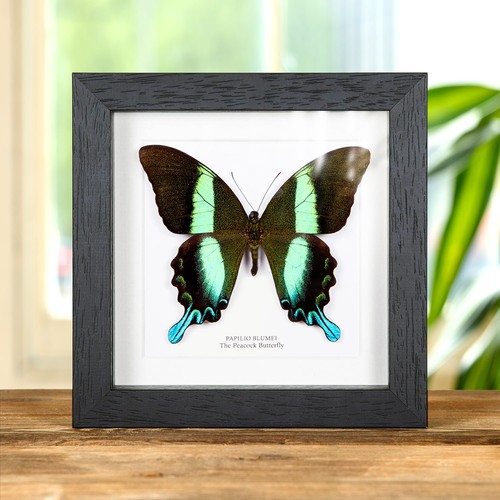 The peacock taxidermy - the,