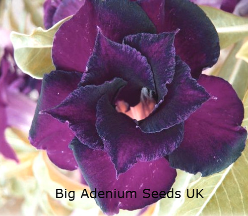 Adenium obesum desert - 20,