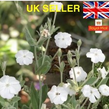 Lychnis Coronaria Alba Rose