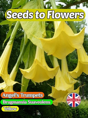 Angel trumpets brugmansia - trumpets,