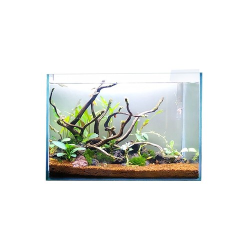 Swell glass aquarium 30cm - swell,