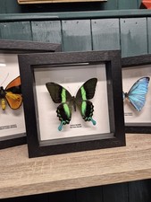 PAPILIO BLUMEI The Green