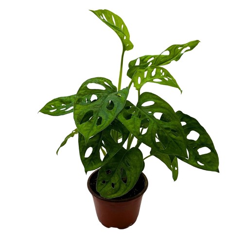 Monstera adansonii swiss - adansonii,,