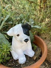 jack russell pup garden