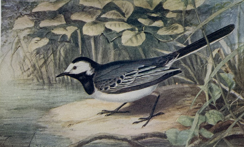 Pied wagtail birds - wagtail,
