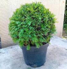 Taxus baccata (English yew)