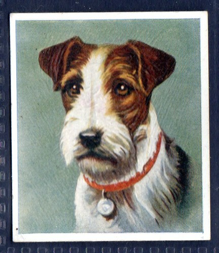 Wire haired fox terrier - fox,