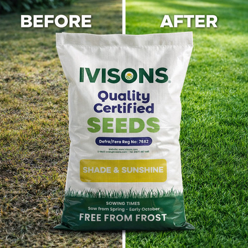 Premium shady area - premium,