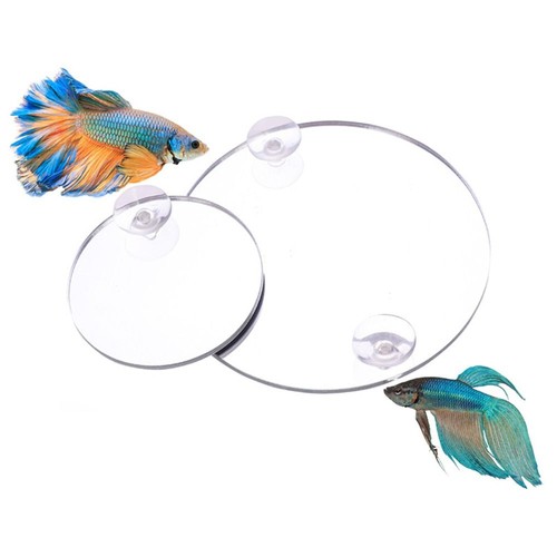 Acrylic betta training - acrylic,