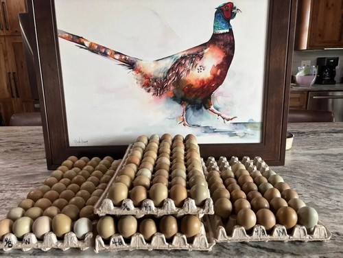 Ringneck pheasant eggs 6 - eggs,