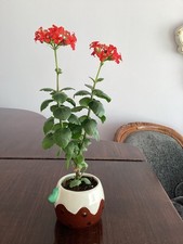 Christmas Cactus Plant in