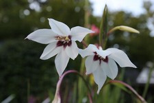 Peacock orchid bulbs - 20,