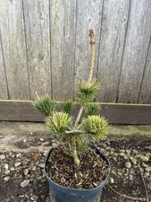 Japanese White Pine 'Negishi'
