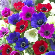 20 Anemone De Caen Mixed Colours  Summer Garden Perennial Plant Flower Bulbs