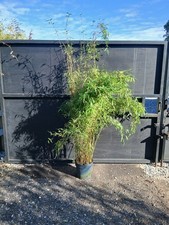 Fargesia "Red Panda" Clumping