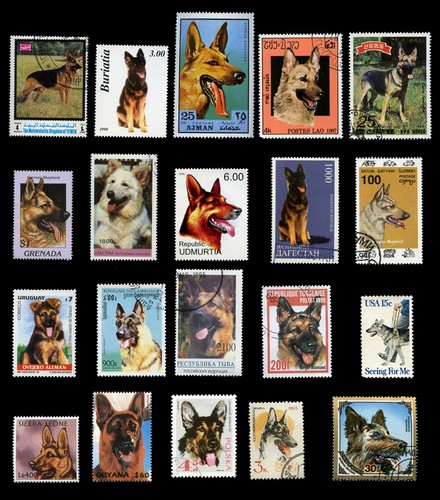 German shepherd dog alsatian - german,