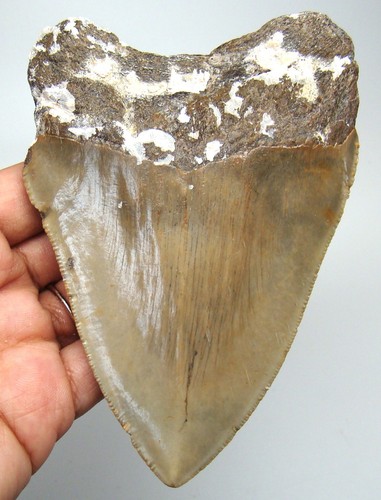 Megalodon shark tooth - megalodon,