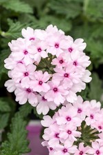 6 Trailing Verbena Soft Pink